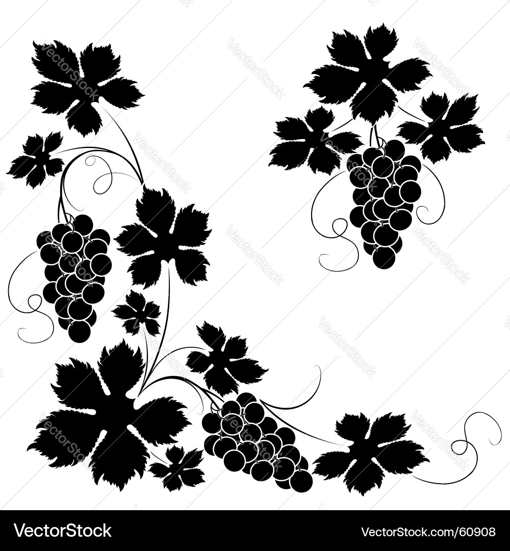 Grapevine Swirl Vector Image