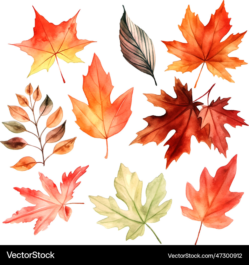 Beautiful autumn leaves watercolor set great vector image