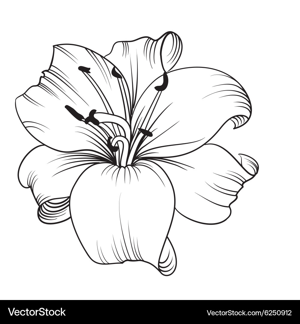 White lily Royalty Free Vector Image - VectorStock