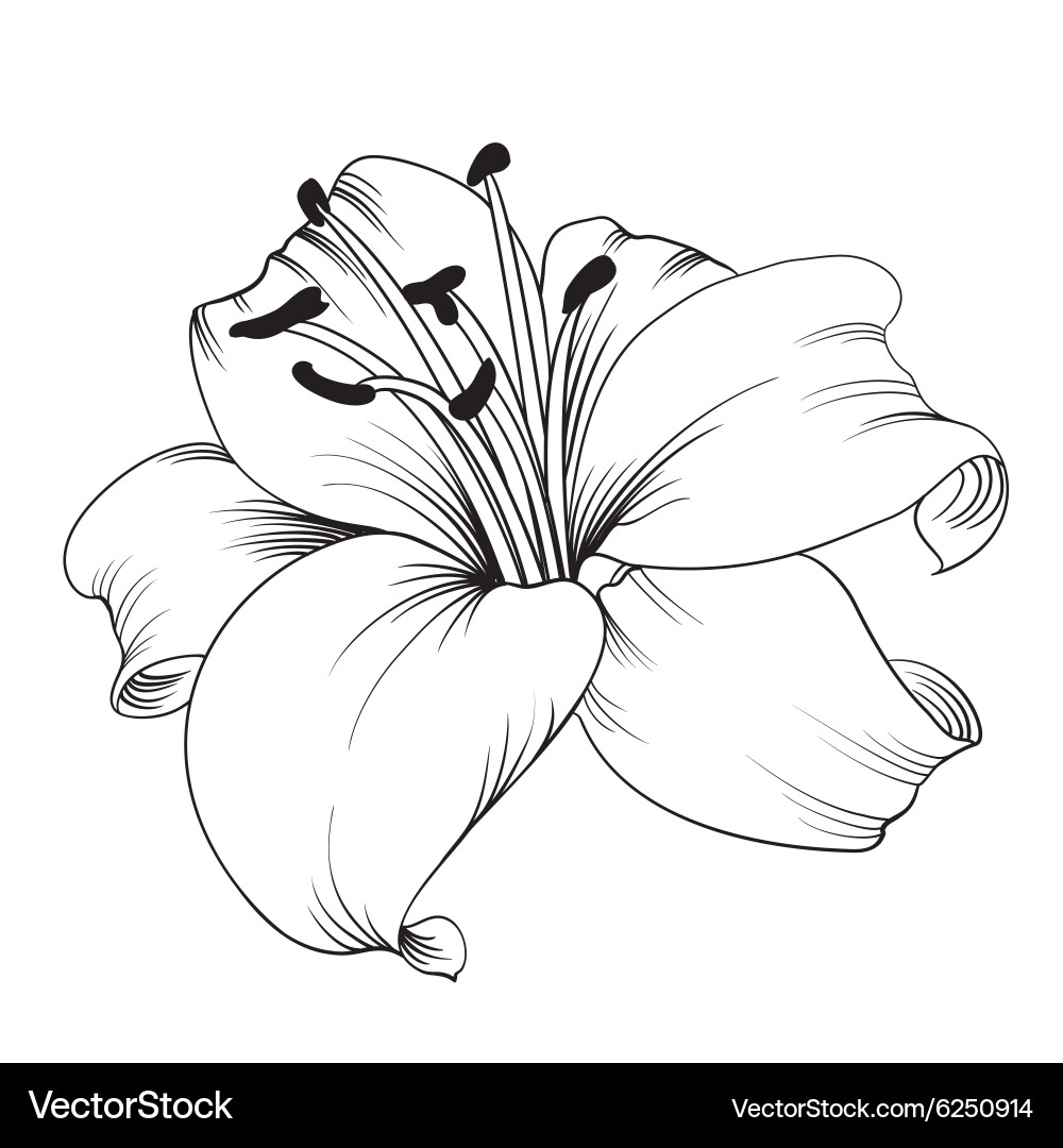 White lily Royalty Free Vector Image - VectorStock