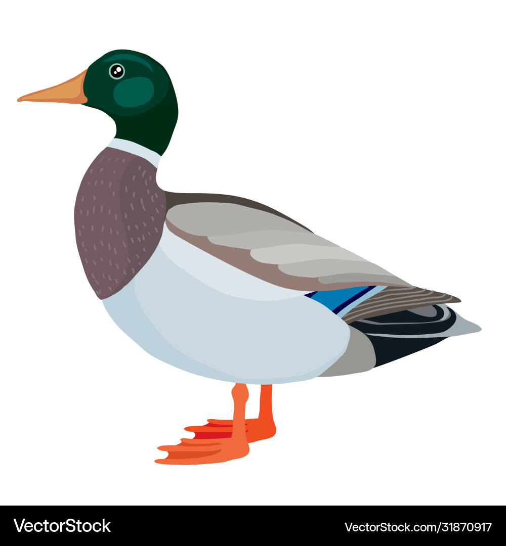 Ente oder Drake aus landwirtschaftlichem Logo isoliertes Objekt Vektorbild