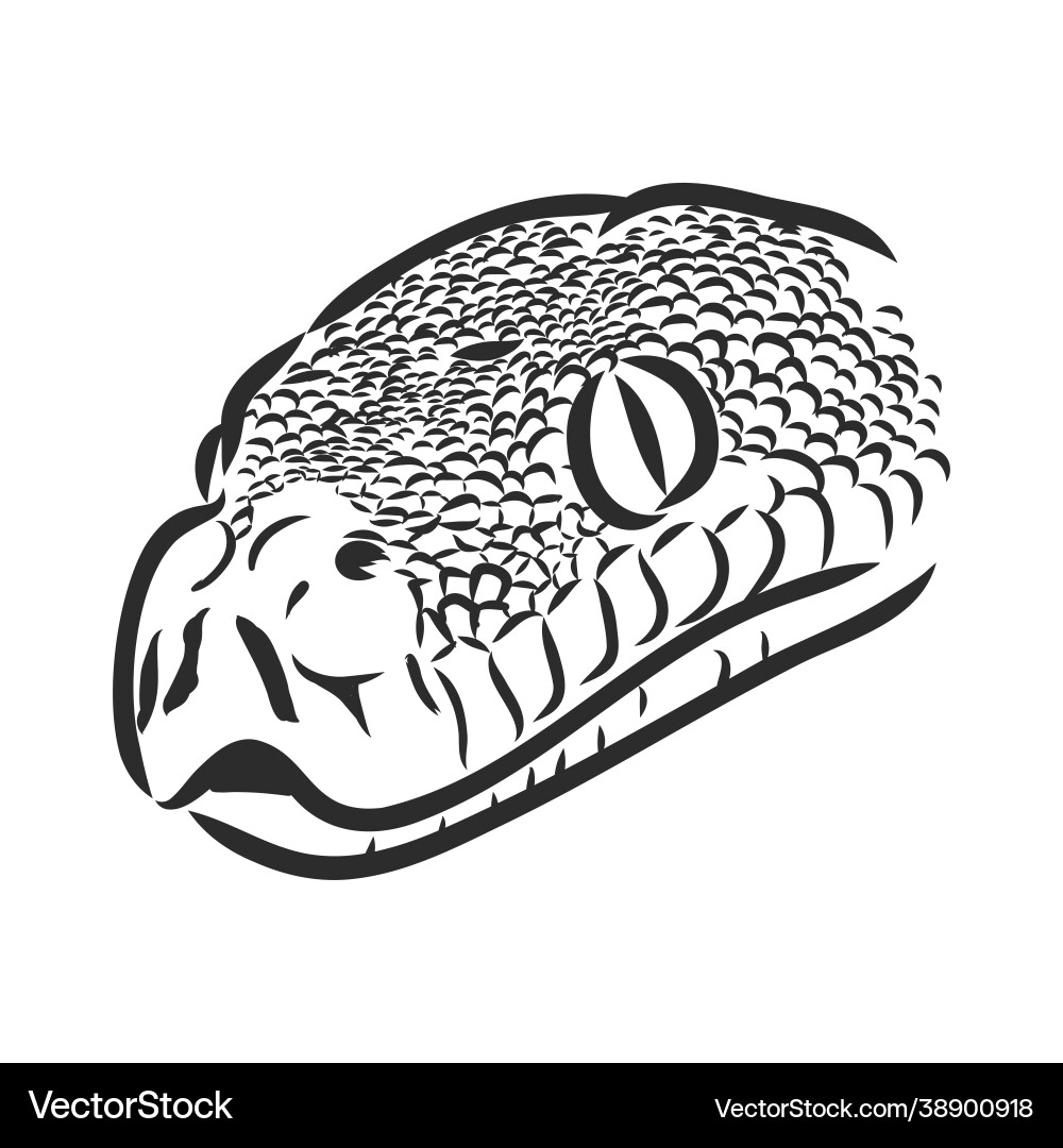 Black and white sketch a snake python Black and white sketch a snake python vector image