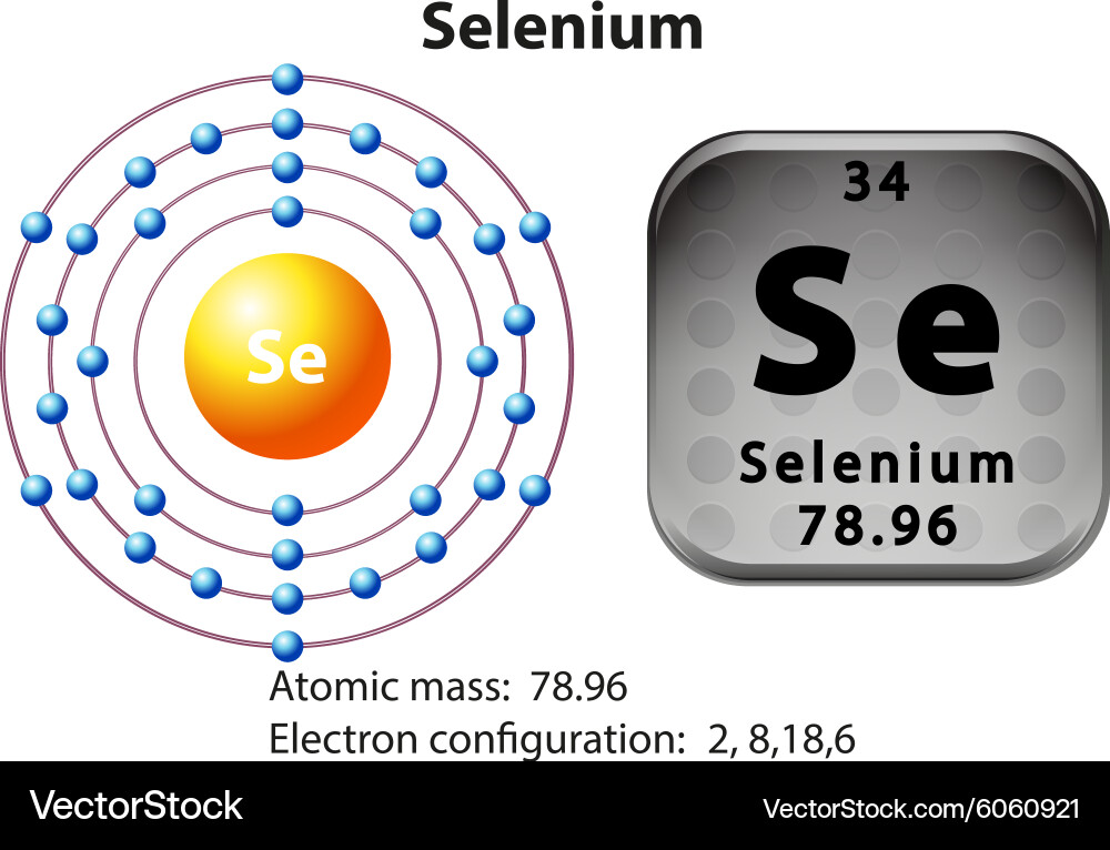 Symbol and electron diagram for selenium vector image