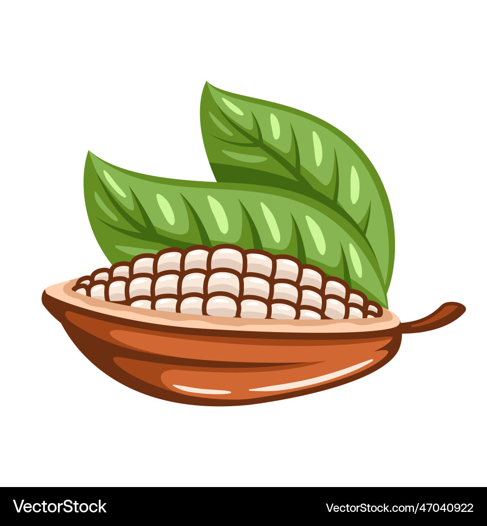 Cocoa beans isolated on white background vector image