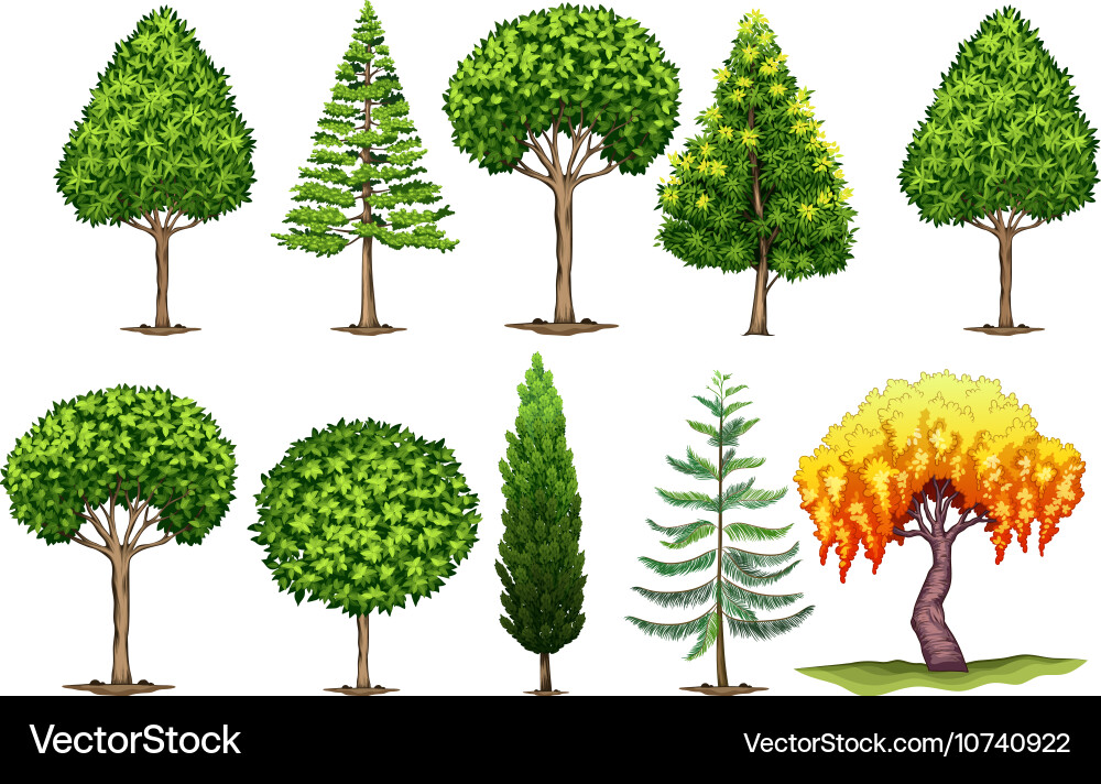 Set of different types trees vector image