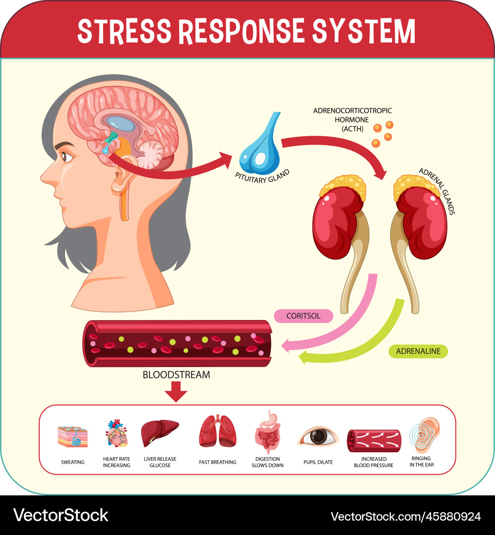 Stress response system scheme Stress response system scheme vector image
