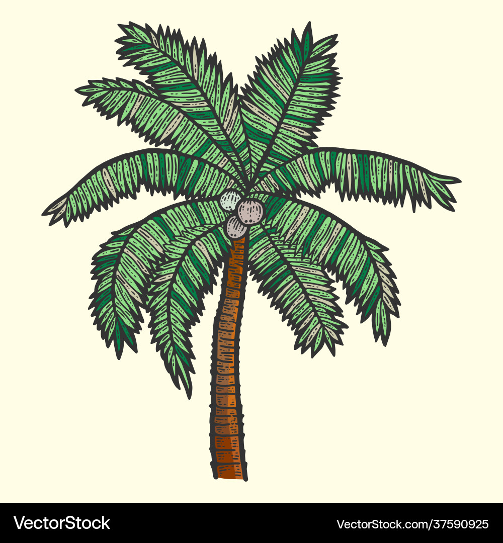 Exotic palm tree with coconuts sketch scratch Vector Image
