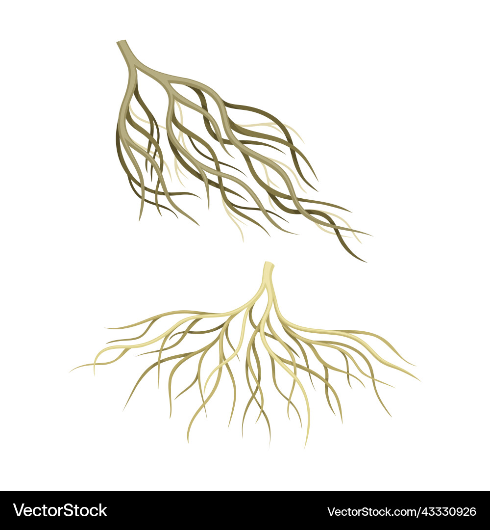 Branching Wurzel als Baumteil unterhalb der Oberfläche Branching Wurzel als Baumteil unterhalb der Oberfläche vektorbild