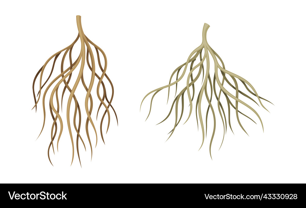 Branching root as tree part below the surface Branching root as tree part below the surface vector image
