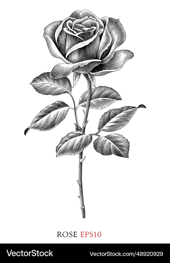 Rose vintage black and white clip art vector image