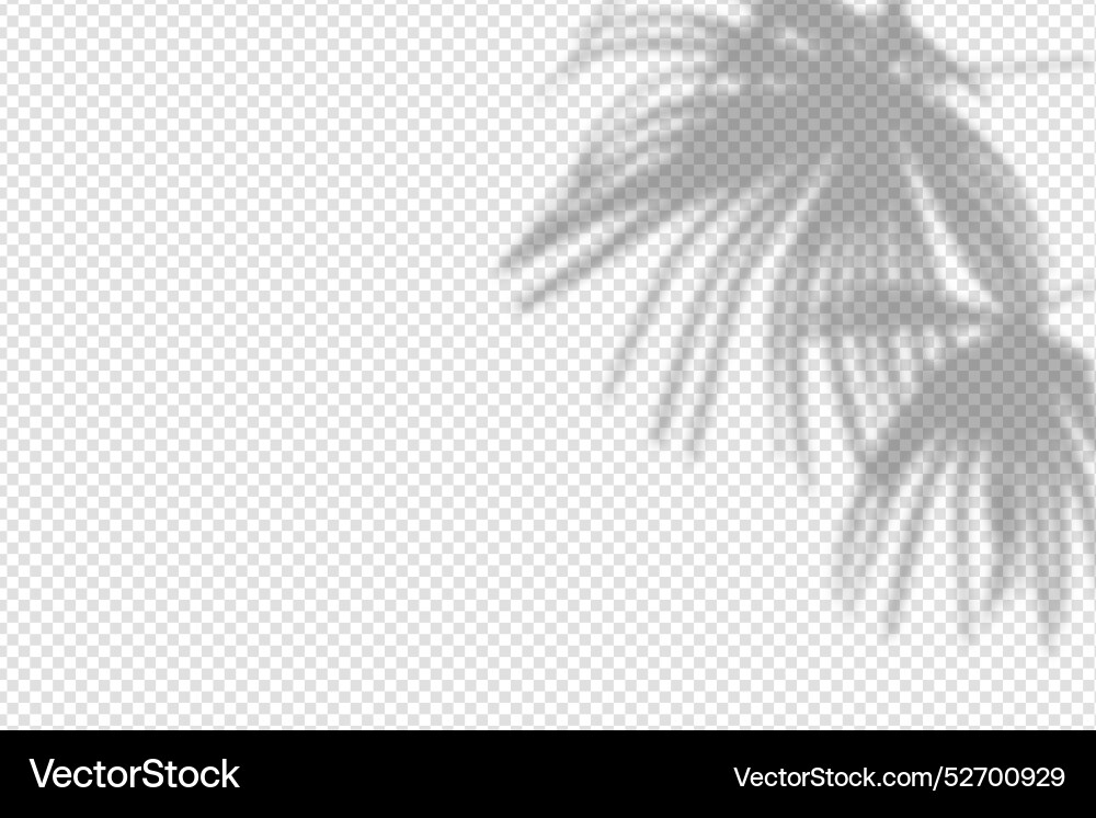 Shadow overlay from a palm tree branch isolated Shadow overlay from a palm tree branch isolated Vector Image