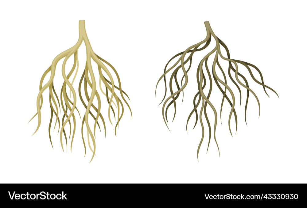 Branching Wurzel als Baumteil unterhalb der Oberfläche Branching Wurzel als Baumteil unterhalb der Oberfläche vektorbild