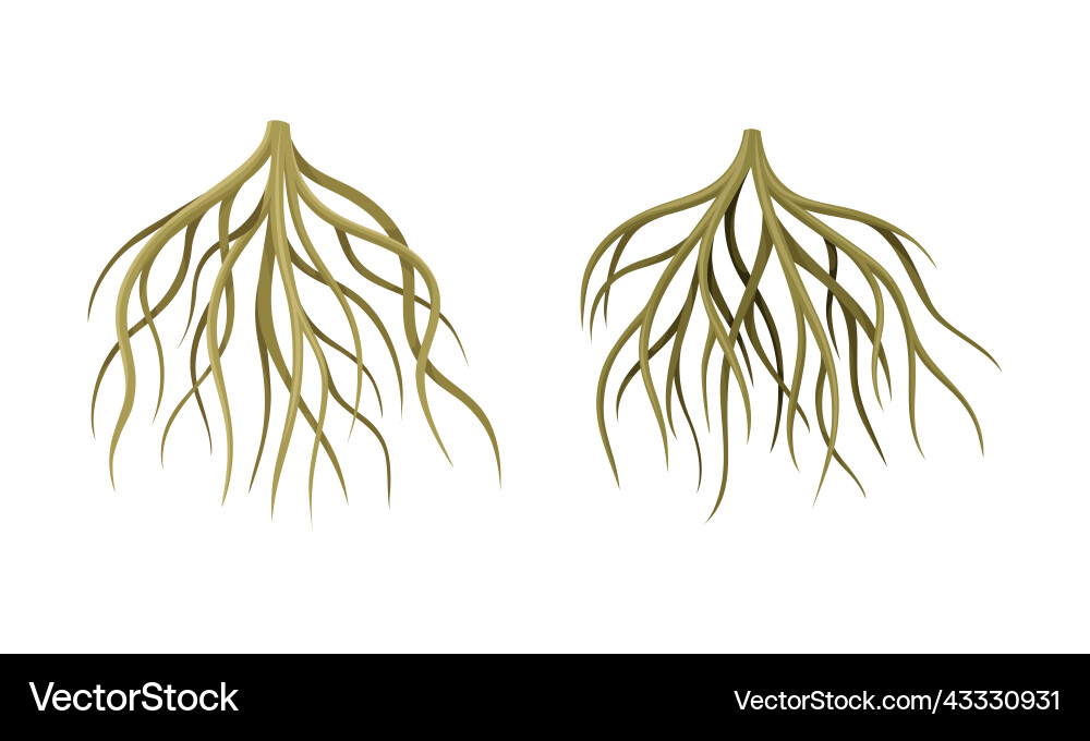 Branching root as tree part below the surface Vector Image