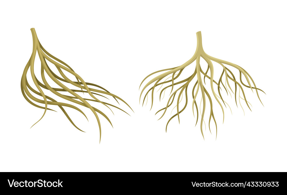 Branching root as tree part below the surface Branching root as tree part below the surface vector image