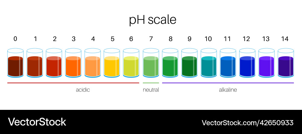 PH Scale Chart - Acid Base Indicator Vector Image