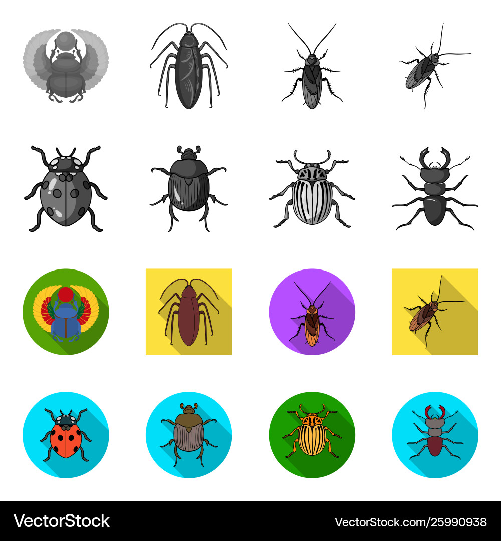 Isolated object insect and beetle icon set vector image