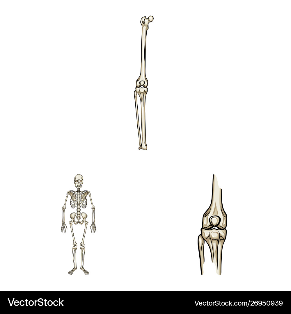 Isolated object bone and skeleton sign set Isolated object bone and skeleton sign set vector image