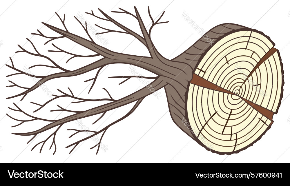 Sectioned tree trunk with branches diagram design Vector Image