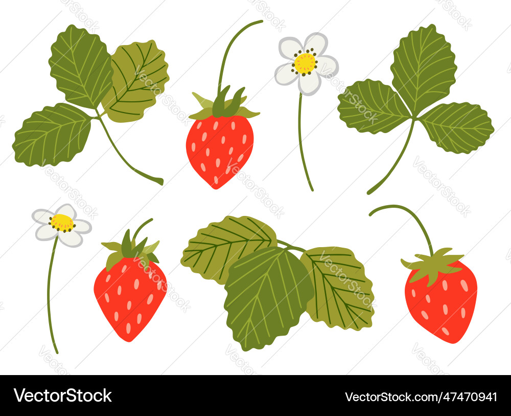 Strawberry set sweet red berries white Strawberry set sweet red berries white vector image
