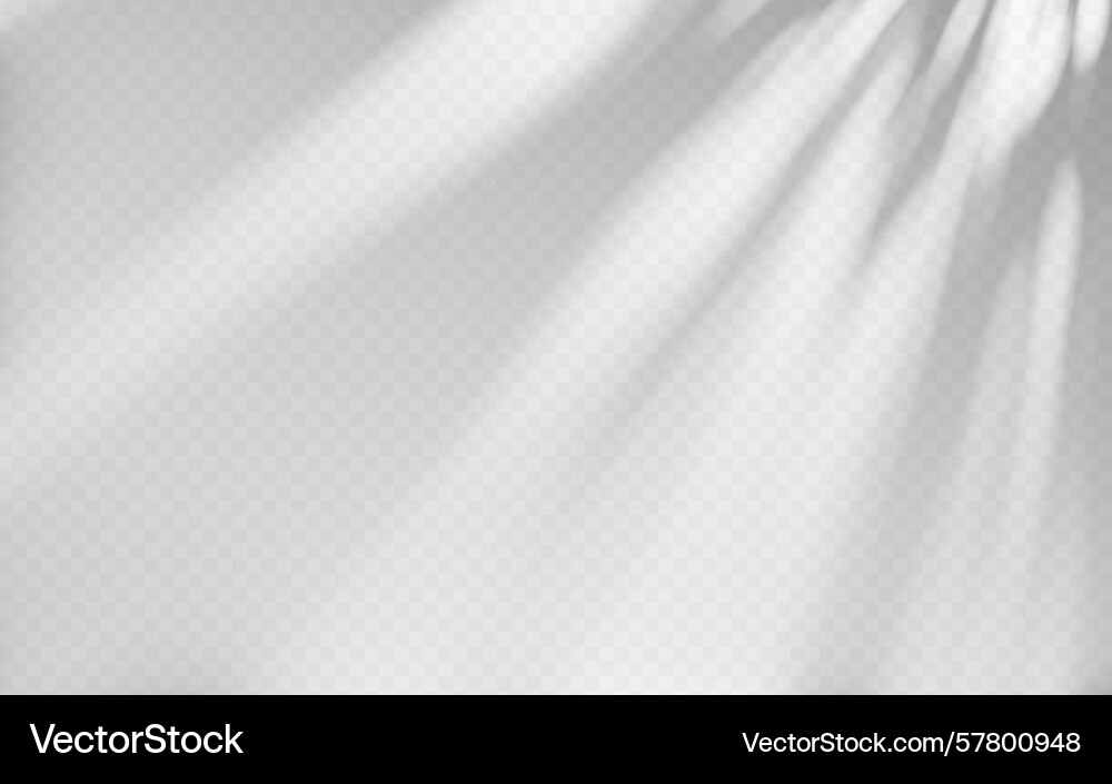 Abstract shadow overlay from tree branch vector image