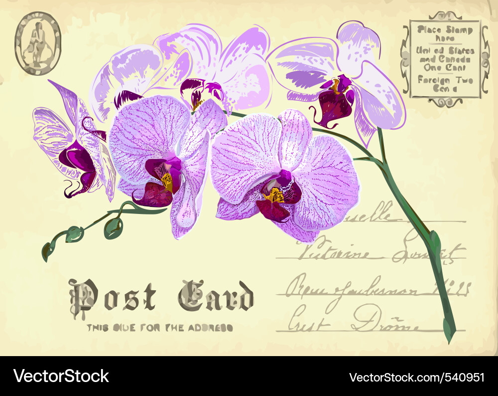 Vintage Orchid Postcard Vector Image