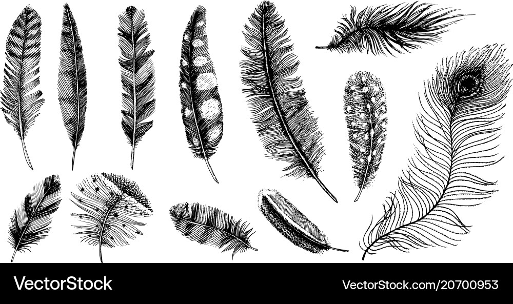 Set of rustic realistic feathers different Set of rustic realistic feathers different vector image