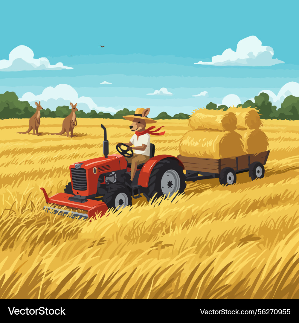 Operating tractor in hay field with kangaroos Vector Image