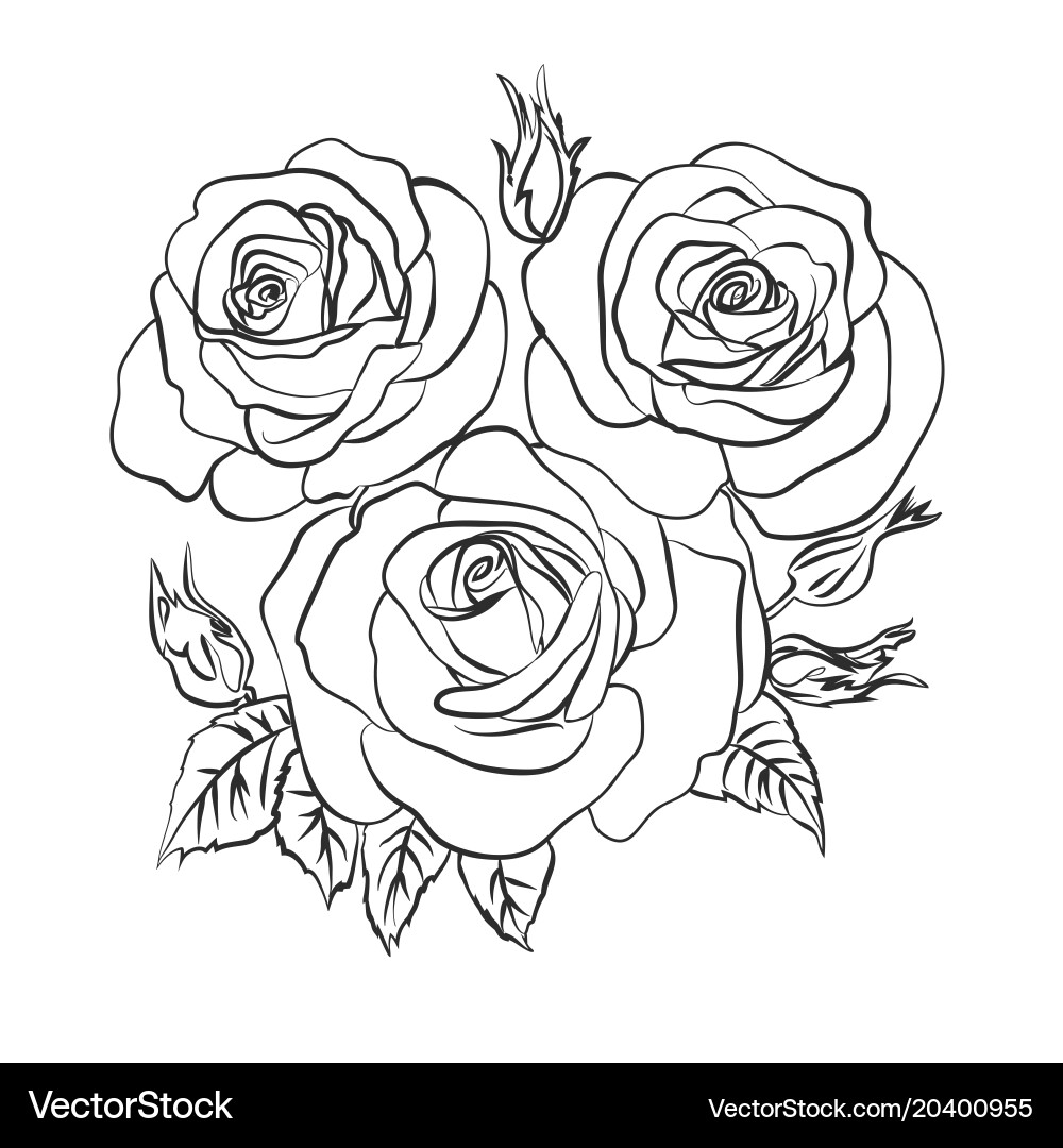 Rose sketch on white background Vector Image