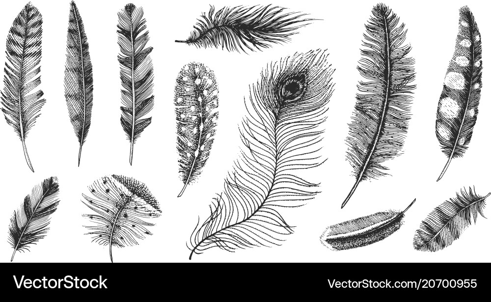 Set of rustic realistic feathers different Set of rustic realistic feathers different vector image