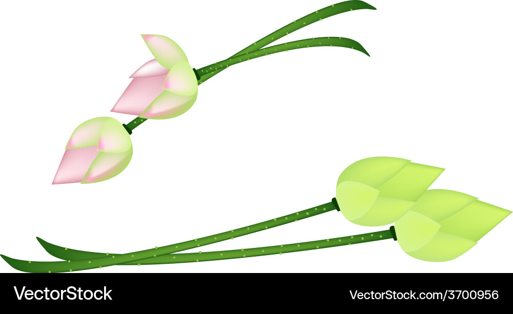 Lotus Flower Four Petals Vector Images (32)