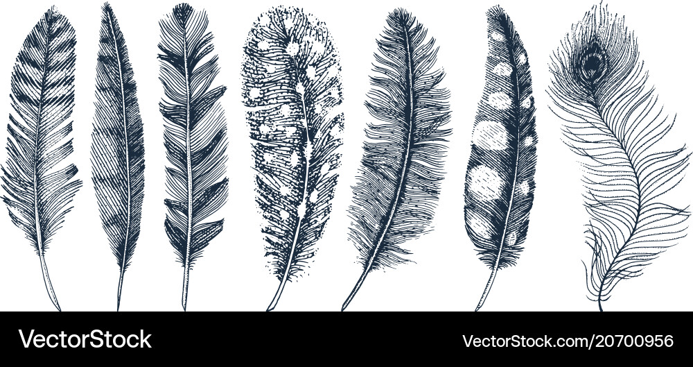 Set of rustic realistic feathers different Set of rustic realistic feathers different vector image