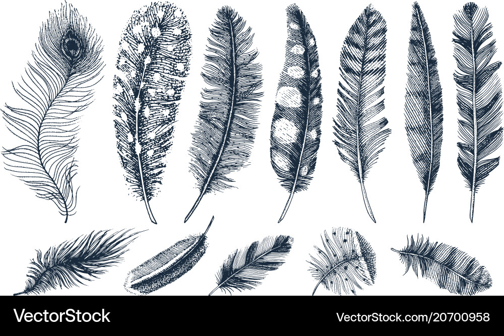 Set of rustic realistic feathers different Set of rustic realistic feathers different vector image