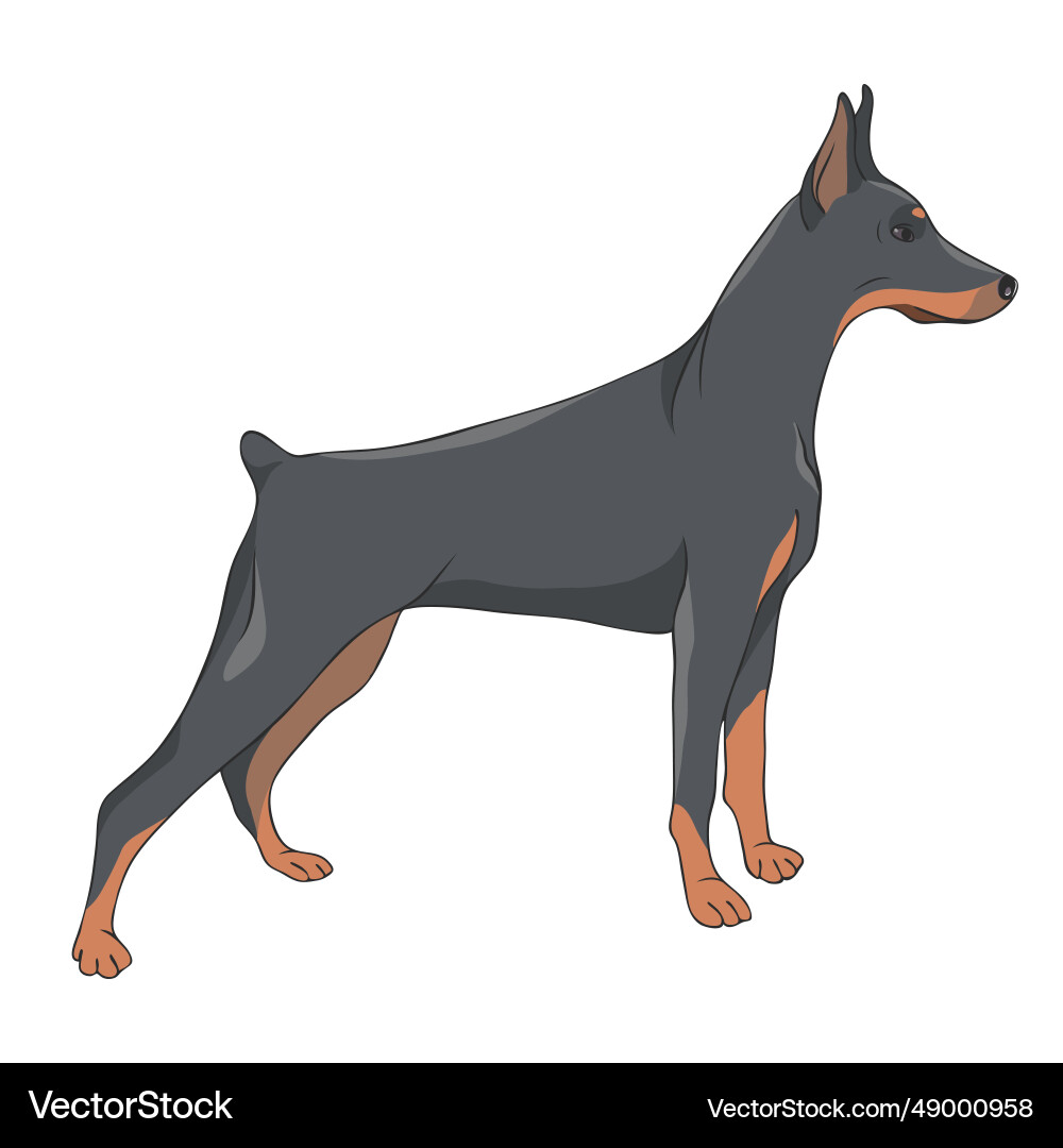 Side doberman dog Side doberman dog vector image