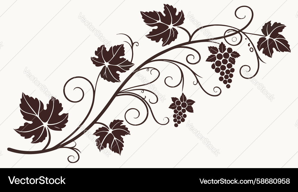Winding grapevine branch with clusters of grapes Vector Image
