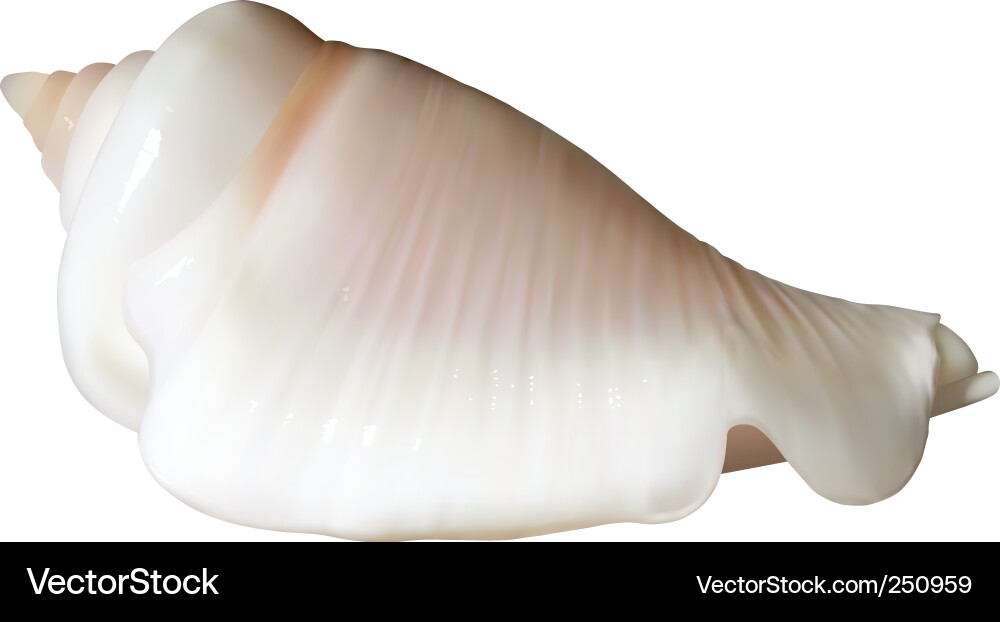Elegant Seashell - Close-up Vector Image