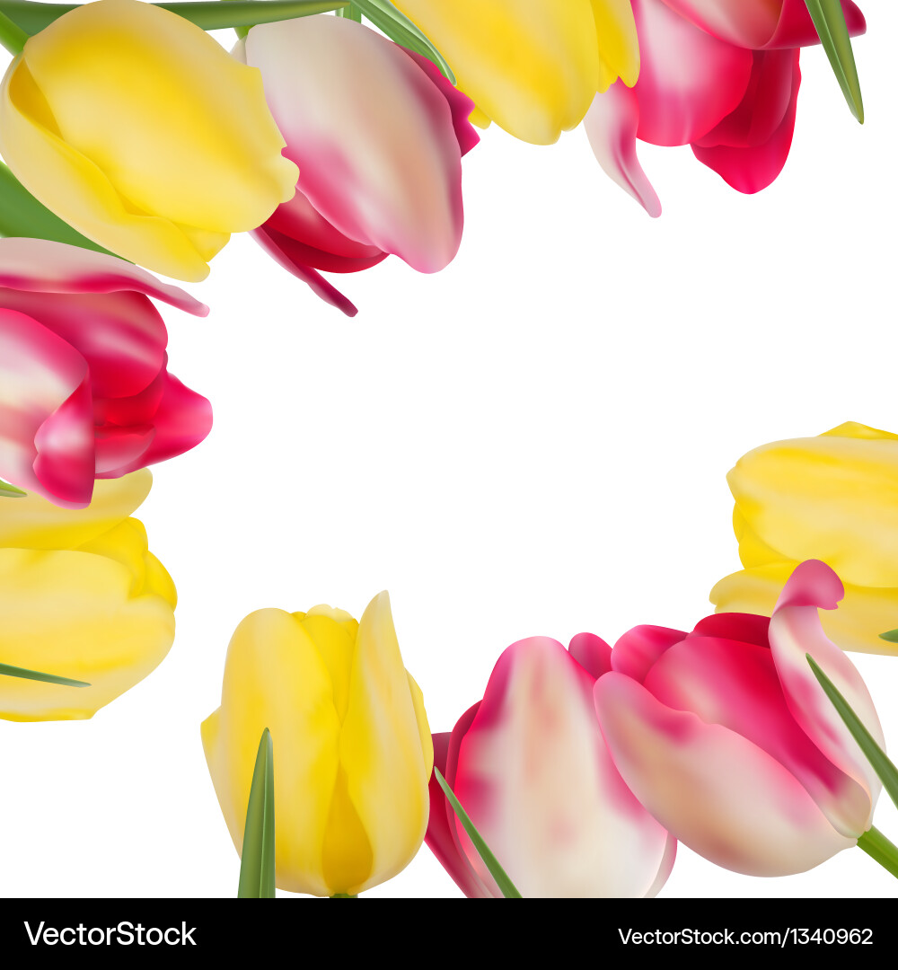 Tulpenblumen mit Kopierraum eps 8 Vektorbild