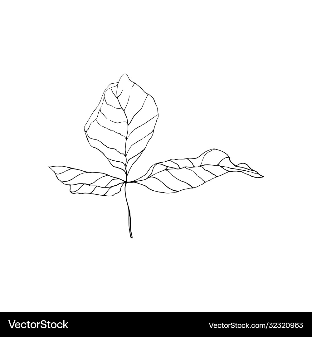 Black and white line art decoration leaves Black and white line art decoration leaves vector image