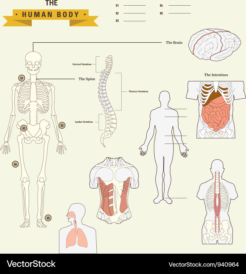 Menschliches Anatomie-Diagramm - Skelettsystem & Orgel vektorbild