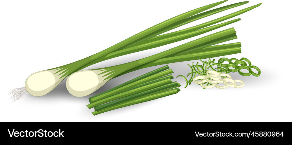 Spring onion in different forms Vector Image