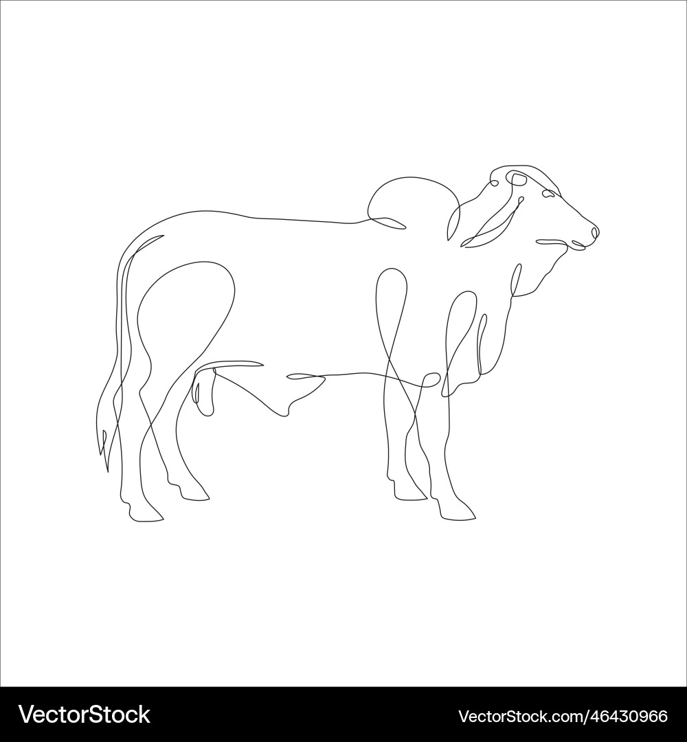 Drawing of a continuous line cattle Drawing of a continuous line cattle vector image