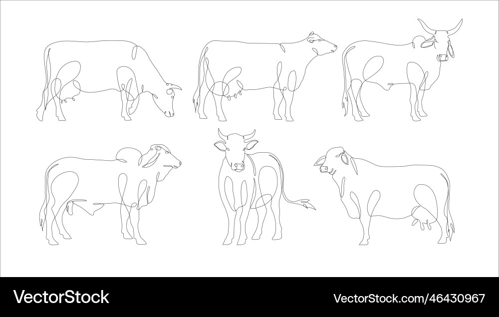 Drawing of a continuous line cattle Drawing of a continuous line cattle vector image