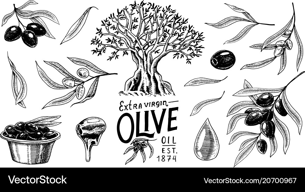 Set of olive oil and branch trees organic vector image