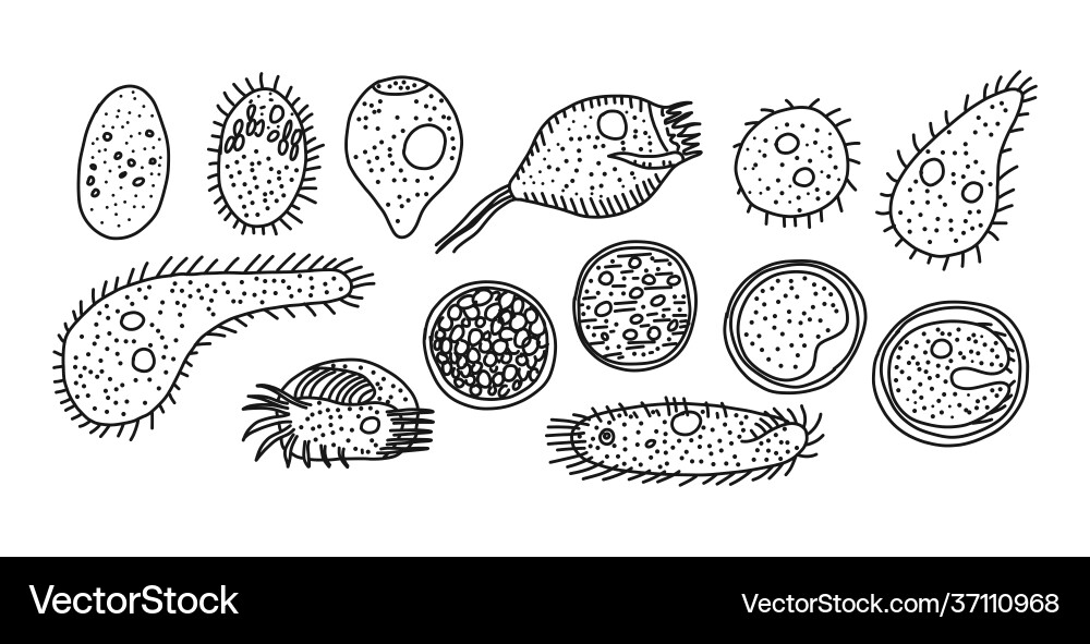 Ciliated infusoria origin and development modes Ciliated infusoria origin and development modes vector image