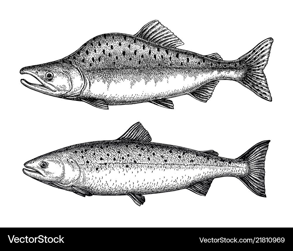 Ink sketch of pink humpback salmon vector image