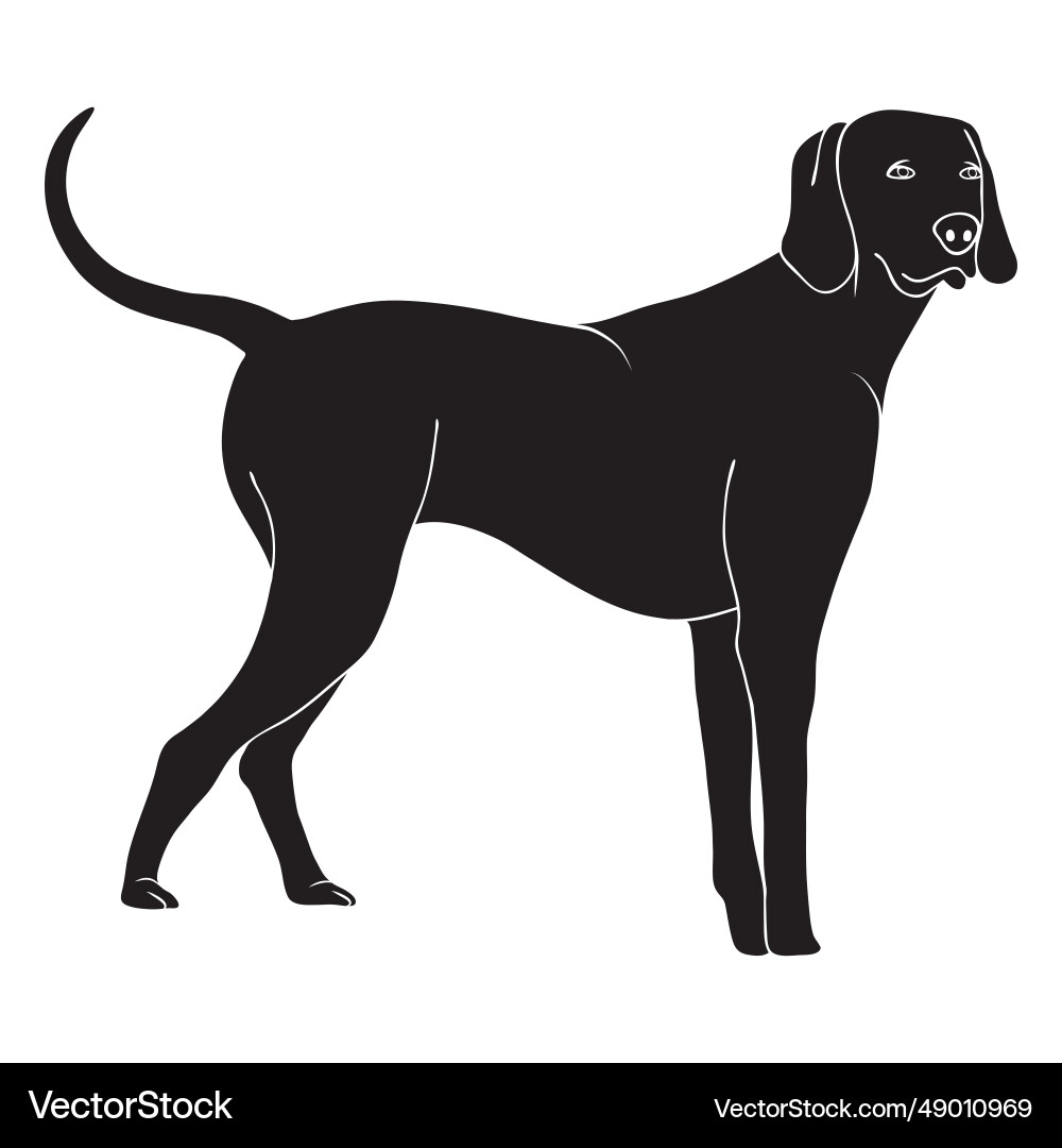 Standing weimaraner dog black Standing weimaraner dog black vector image