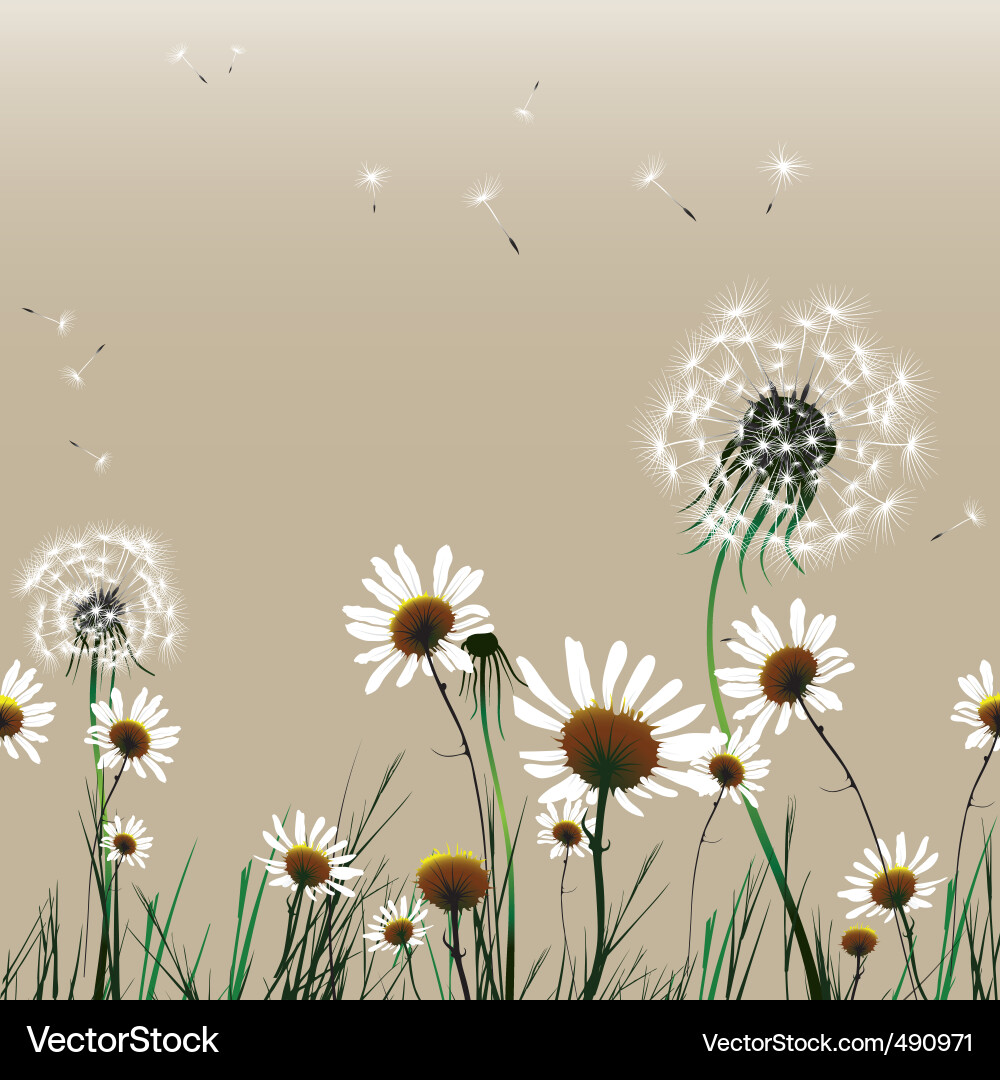 Chamomile & Dandelion Fields Vector Image