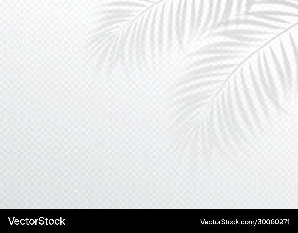 Transparent shadow overlay effect tropic leaf Transparent shadow overlay effect tropic leaf vector image