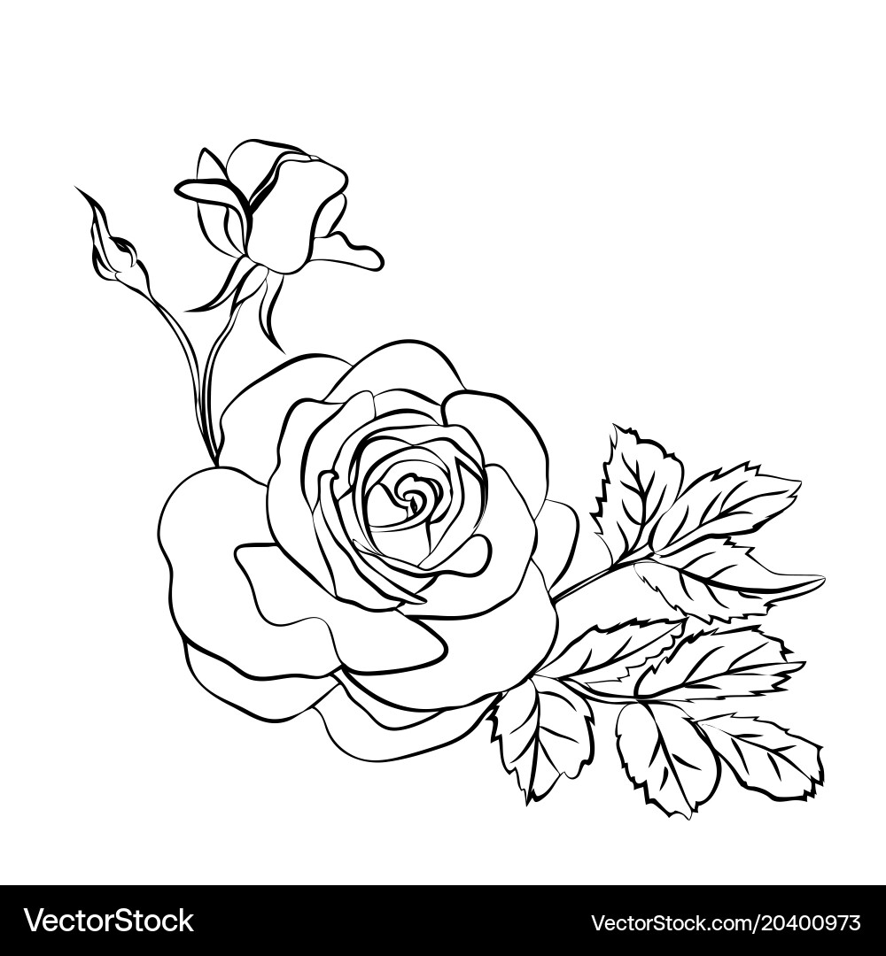 Elegant Rose Sketch Vector Image