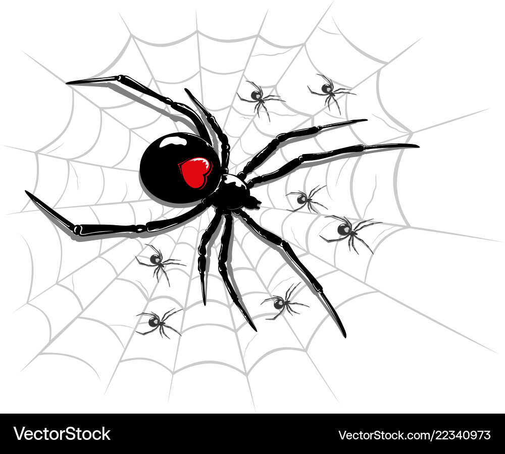 Spider on codweb vector image