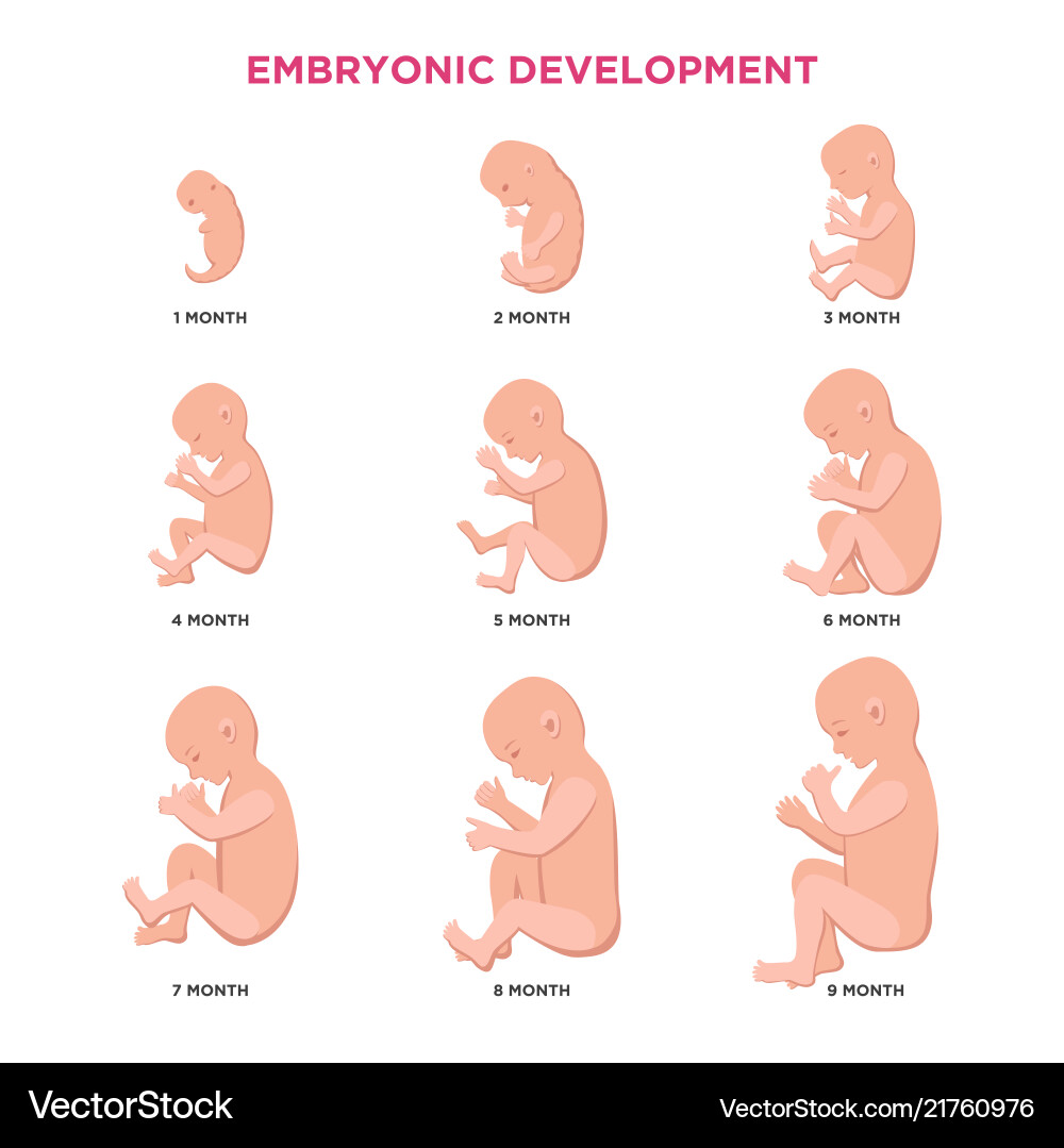 Embryonic development month by cycle from 1 vector image